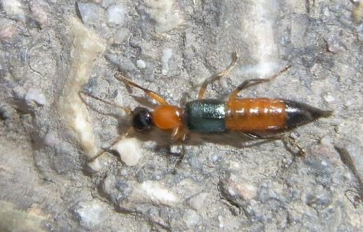 春天外出踏青要注意什么?这3件事一定要做好