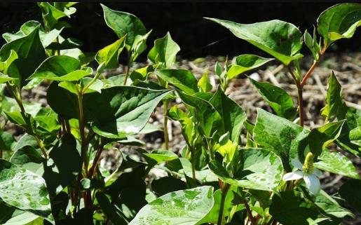 春天外出踏青要注意什么?这3件事一定要做好